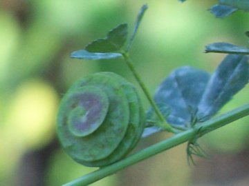 Medicago orbicularis - Erba medica